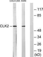CLK2 Polyclonal Antibody