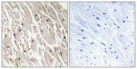 CLK4 Polyclonal Antibody