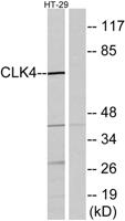 CLK4 Polyclonal Antibody