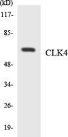 CLK4 Polyclonal Antibody