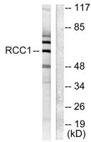 CLLD7 Polyclonal Antibody