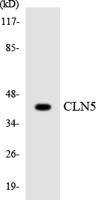 CLN5 Polyclonal Antibody