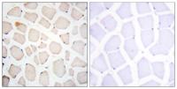 Clock Polyclonal Antibody
