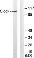 Clock Polyclonal Antibody