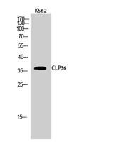 CLP36 Polyclonal Antibody