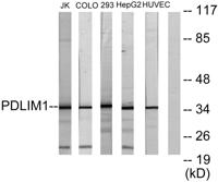 CLP36 Polyclonal Antibody