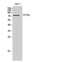 CLPTM1 Polyclonal Antibody