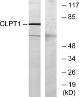 CLPTM1 Polyclonal Antibody