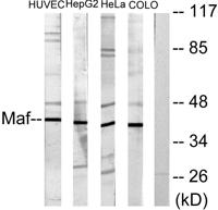 c-Maf Polyclonal Antibody