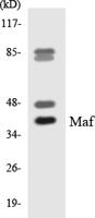 c-Maf Polyclonal Antibody