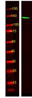 CMTA2 Polyclonal Antibody