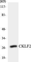 CMTM2 Polyclonal Antibody