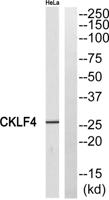CMTM4 Polyclonal Antibody