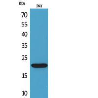 CMTM6 Polyclonal Antibody