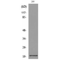 CMTM6 Polyclonal Antibody