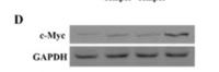 c-Myc Polyclonal Antibody