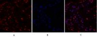 c-Myc Polyclonal Antibody