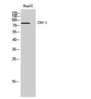 CNG-1 Polyclonal Antibody