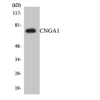 CNG-1 Polyclonal Antibody