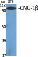 CNG-1β Polyclonal Antibody