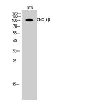 CNG-1β Polyclonal Antibody