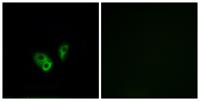 CNG-2 Polyclonal Antibody