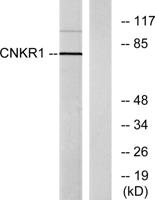 CNK1 Polyclonal Antibody