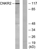 CNK2 Polyclonal Antibody
