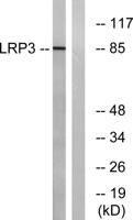 LRP3 Polyclonal Antibody