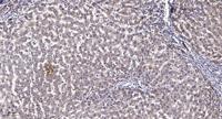 LRP11 Polyclonal Antibody