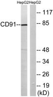 LRP1 Polyclonal Antibody