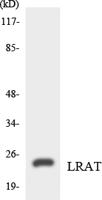 LRAT Polyclonal Antibody