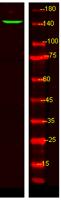 LPHN3 Polyclonal Antibody