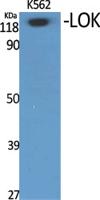 LOK Polyclonal Antibody