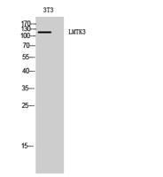 LMTK3 Polyclonal Antibody
