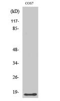 LMO3 Polyclonal Antibody