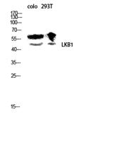 LKB1 Polyclonal Antibody