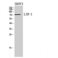 LIR-1 Polyclonal Antibody