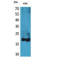 Lipocalin-1 Polyclonal Antibody