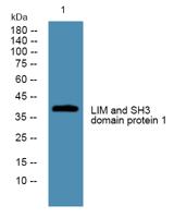 LIM and SH3 domain protein 1 Polyclonal Antibody
