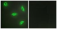 LIGHT Polyclonal Antibody