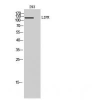 LIFR Polyclonal Antibody
