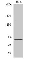 LGR6 Polyclonal Antibody