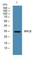 RPC6 Polyclonal Antibody