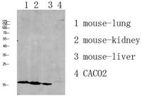 RPL35 Polyclonal Antibody