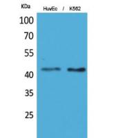 Layilin Polyclonal Antibody