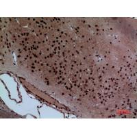 Layilin Polyclonal Antibody