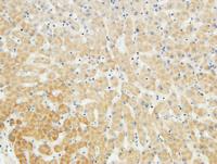LBP Polyclonal Antibody