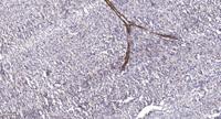 LBP Polyclonal Antibody