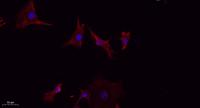 LATS1/2 Polyclonal Antibody